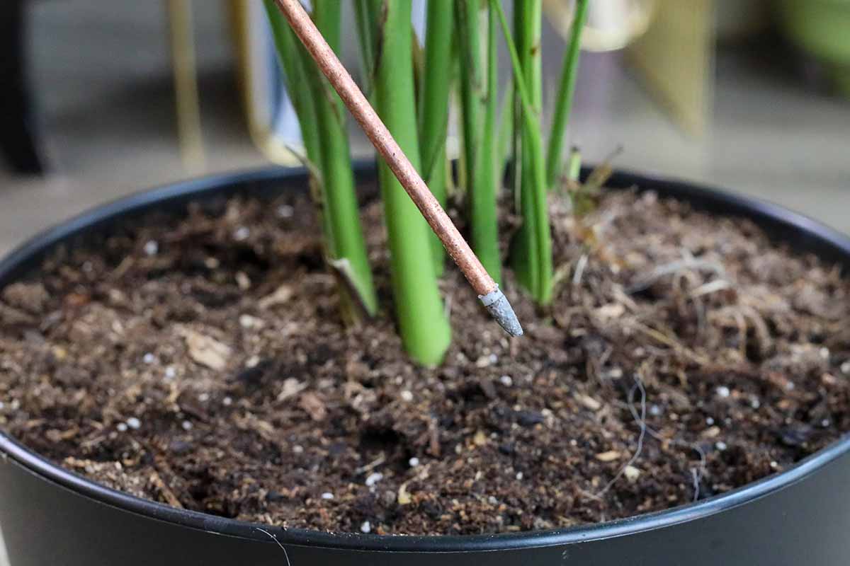 A close up horizontal image of a hand from the left of the frame inserting a prong into the potting medium of a houseplant, pictured on a soft focus background.
