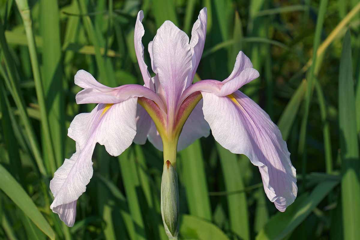 A close up horizontal image of a light pink and white 'Rose Queen' Iris ensata flower growing in the landscape with foliage in soft focus in the background.