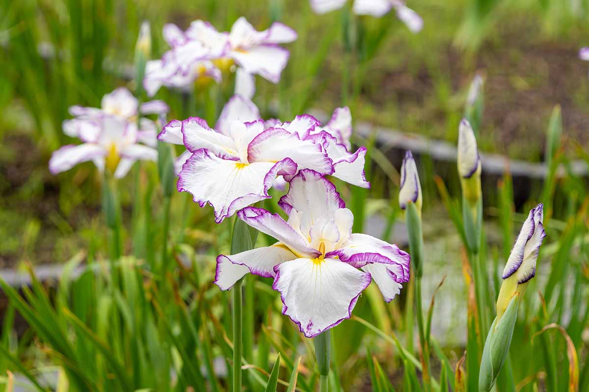A horizontal image of white and pink Japanese iris flowers growing in the garden.