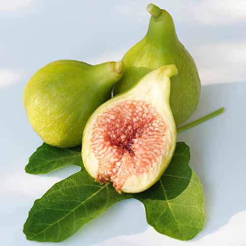 A close up square image of sliced and whole 'Kadota' figs, with a leaf, pictured on a white background.