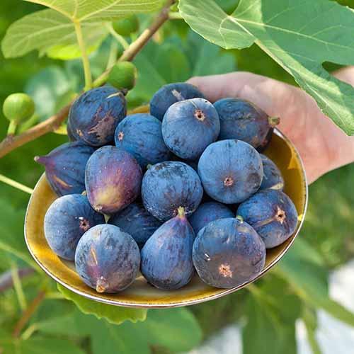 A square image of a hand from the right of the frame holding a bowl full of 'LSU Purple' figs.