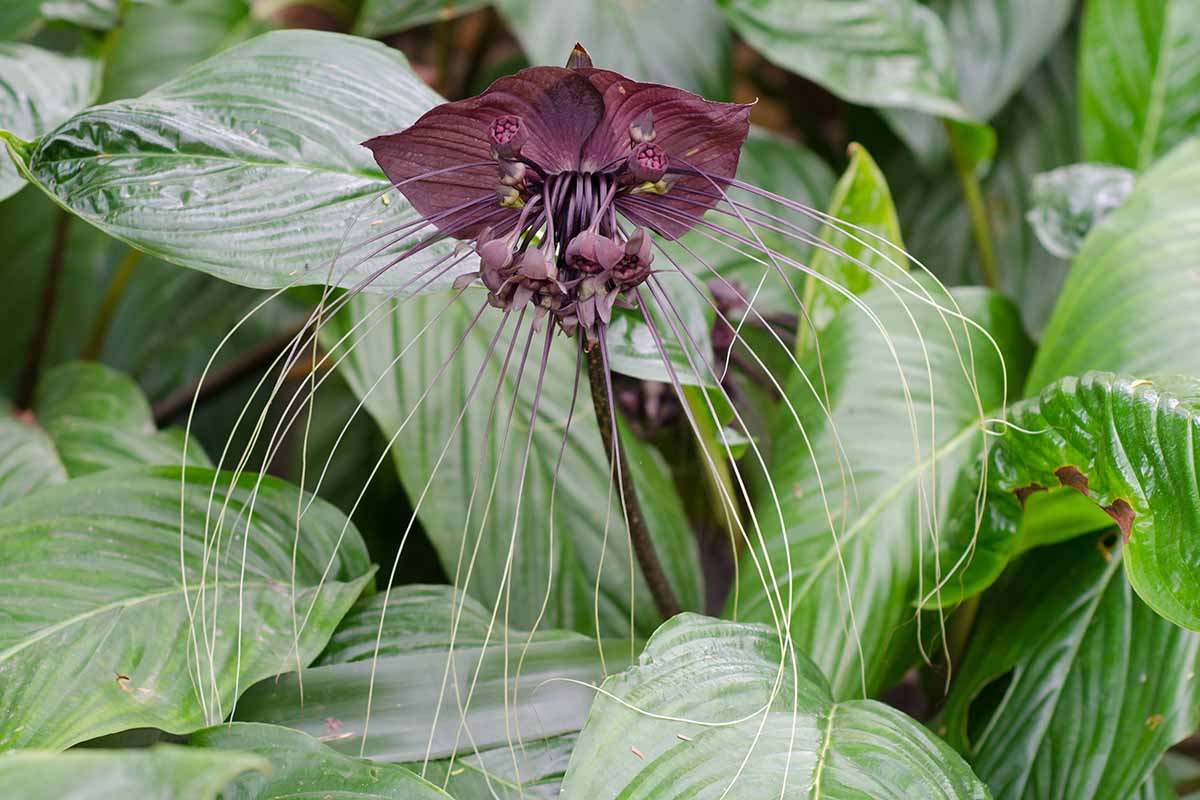 A horizontal image of a Tacca chantrieri aka cat's whiskers or bat flower growing wild, surrounded by glossy green foliage.