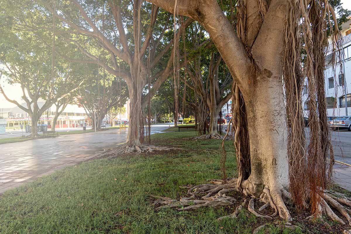 A close up horizontal image of ficus trees growing on the side of a road.