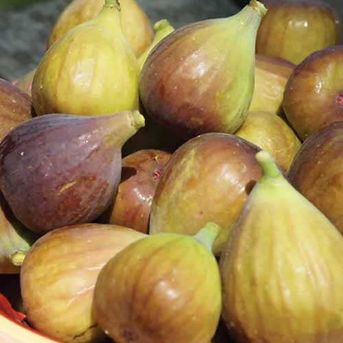 A close up square image of a pile of freshly harvested 'Letizia' figs pictured in light sunshine.