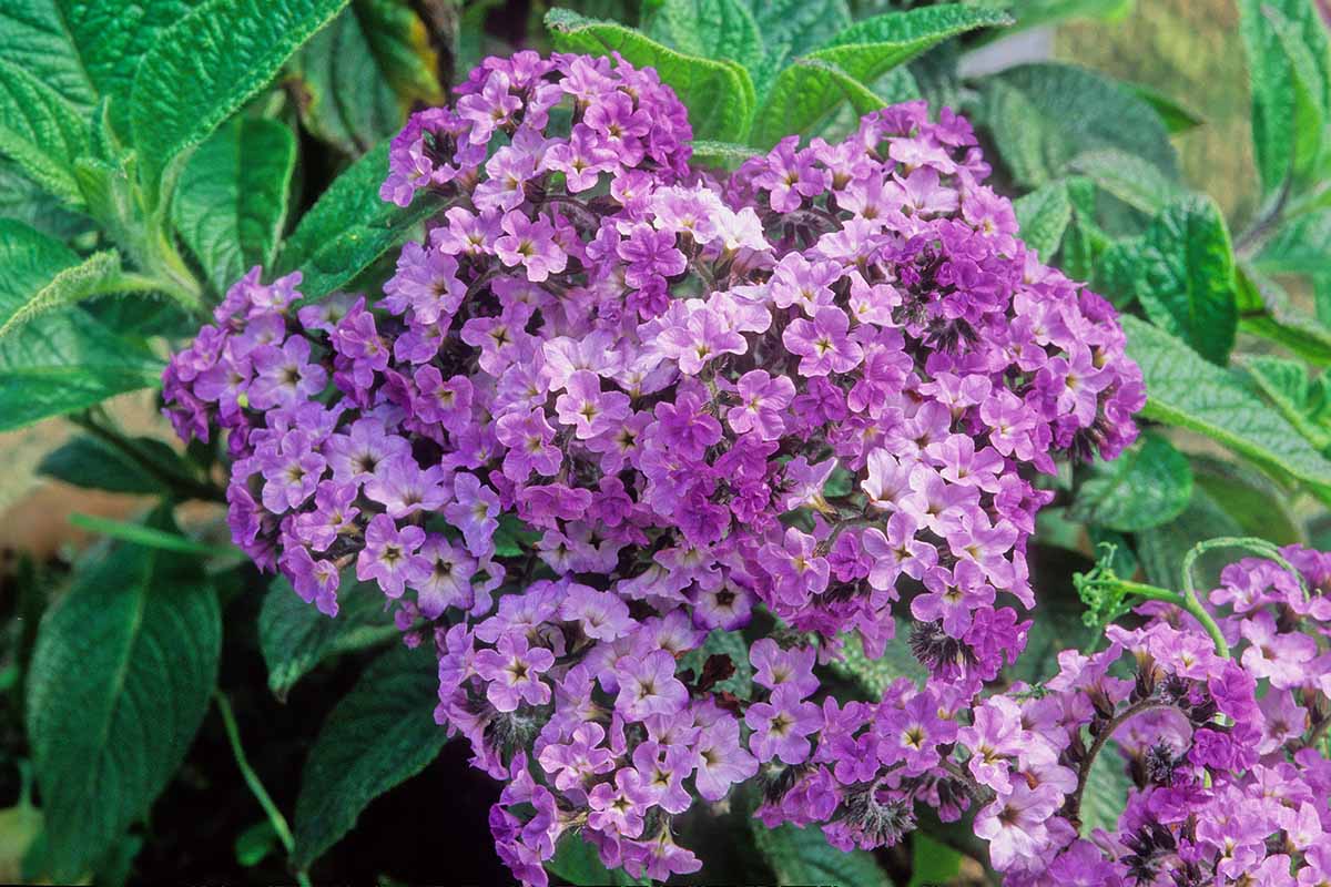 A close up of lavender flowers of the Heliotropium arborescens plant, growing in the garden in light sunshine, with foliage in soft focus in the background.