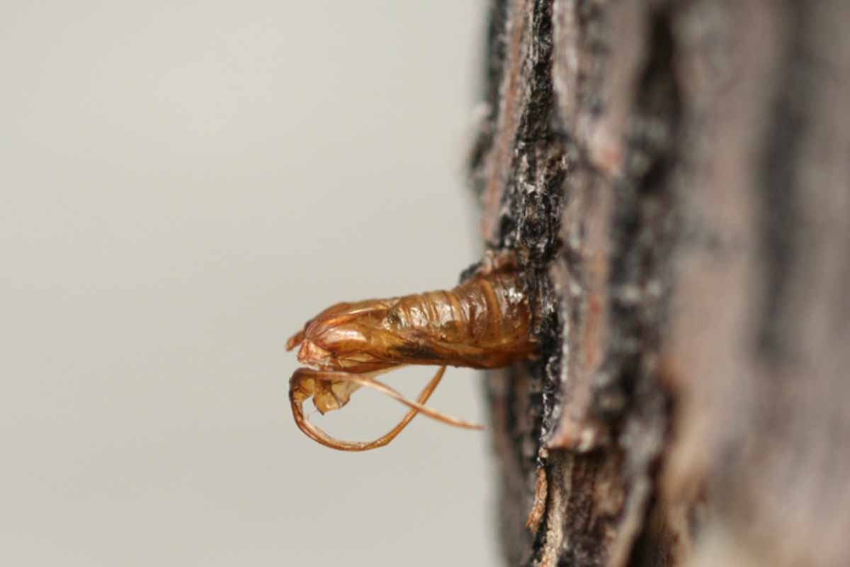 A close up horizontal image of a lilac borer poking out of the bark of a tree.