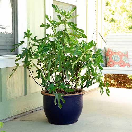 A close up square image of a 'Little Miss Figgy' specimen growing in a large container outdoors on the patio.