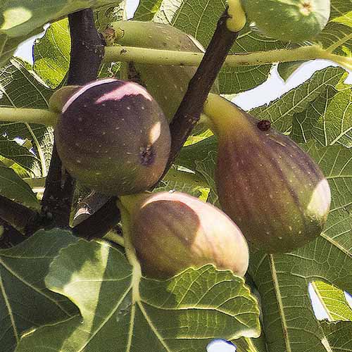 A square image of 'Olympian' figs growing on the tree, ripe and ready to harvest.