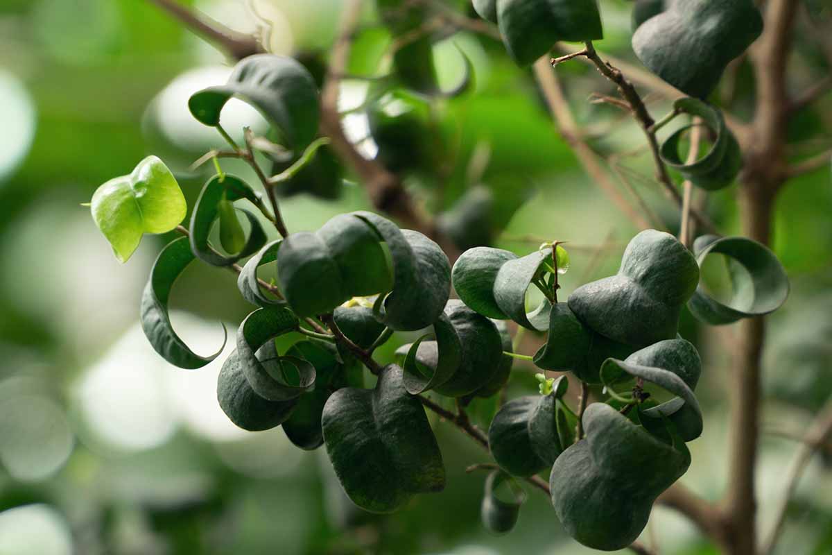 A close up horizontal image of Ficus benjamina 'Pandora' sporting curly leaves.