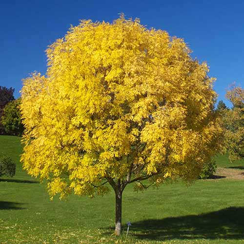 A square image of a Patmore ash tree growing in a park with bright yellow fall foliage, pictured in bright sunshine on a blue sky background.