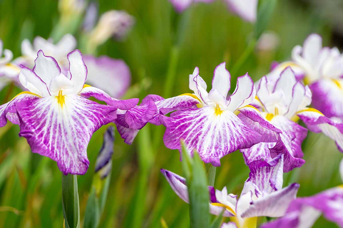 A close up horizontal image of white and pink Japanese iris flowers pictured on a soft focus background.