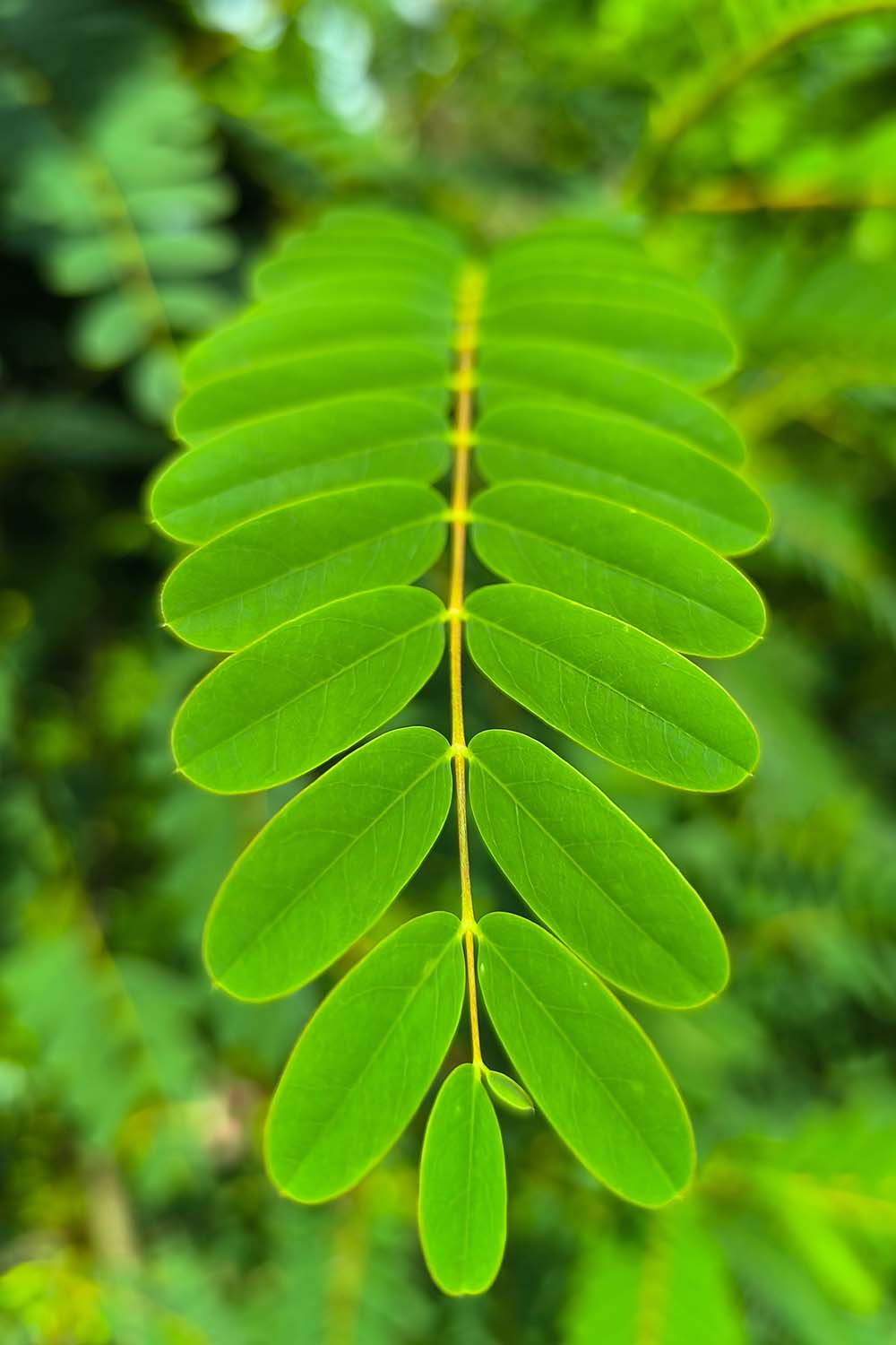 A close up vertical image of popcorn cassia foliage (Senna didymobotrya) growing in the landscape.