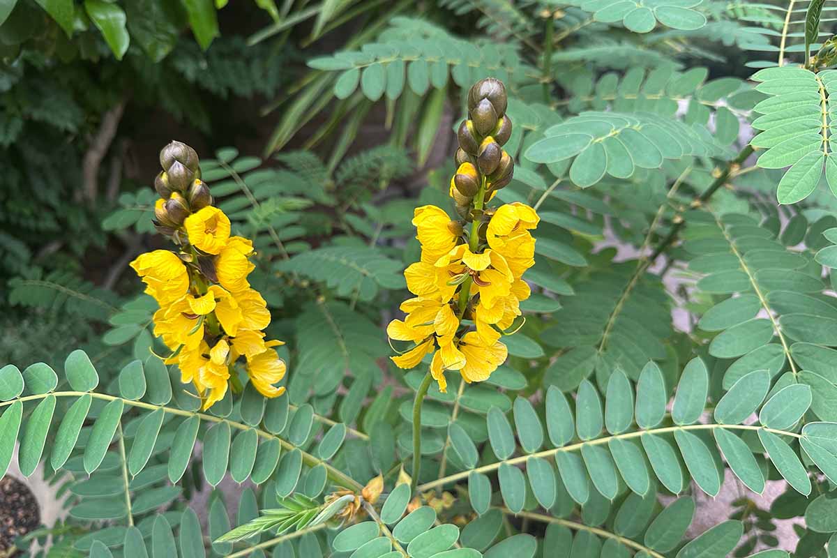 A close up horizontal image of popcorn cassia aka African senna growing in the garden.