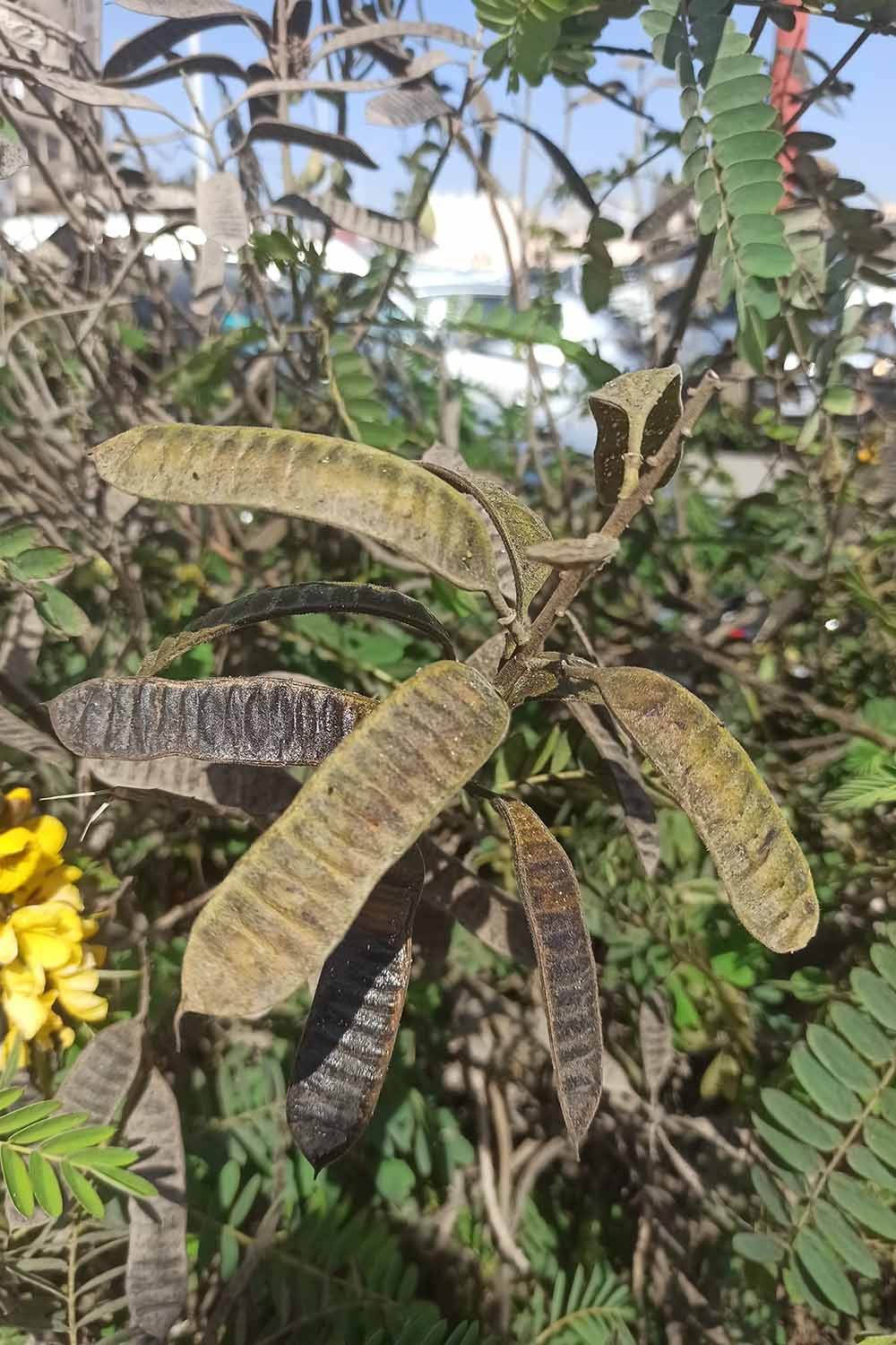 A close up vertical image of the seed pods of a popcorn cassia plant growing in the landscape.