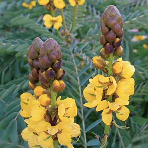 A close up square image of popcorn cassia in full bloom in the garden.