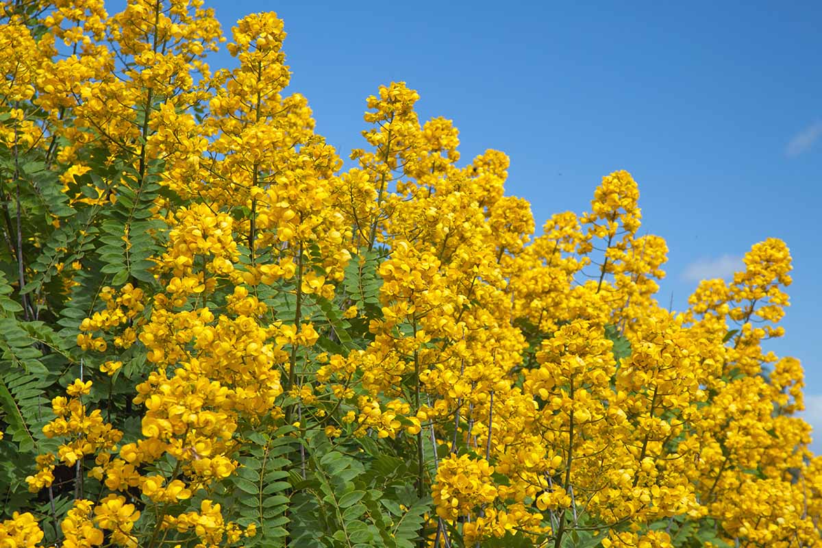 A horizontal image of the bright yellow flowers of Senna didymobotrya growing wild pictured in bright sunshine on a blue sky background.