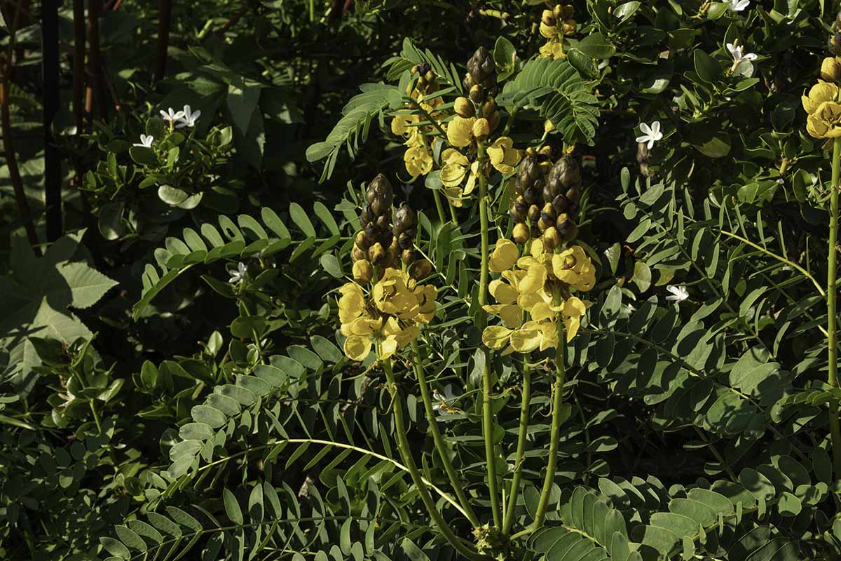 A close up horizontal image of popcorn cassia growing in the garden.