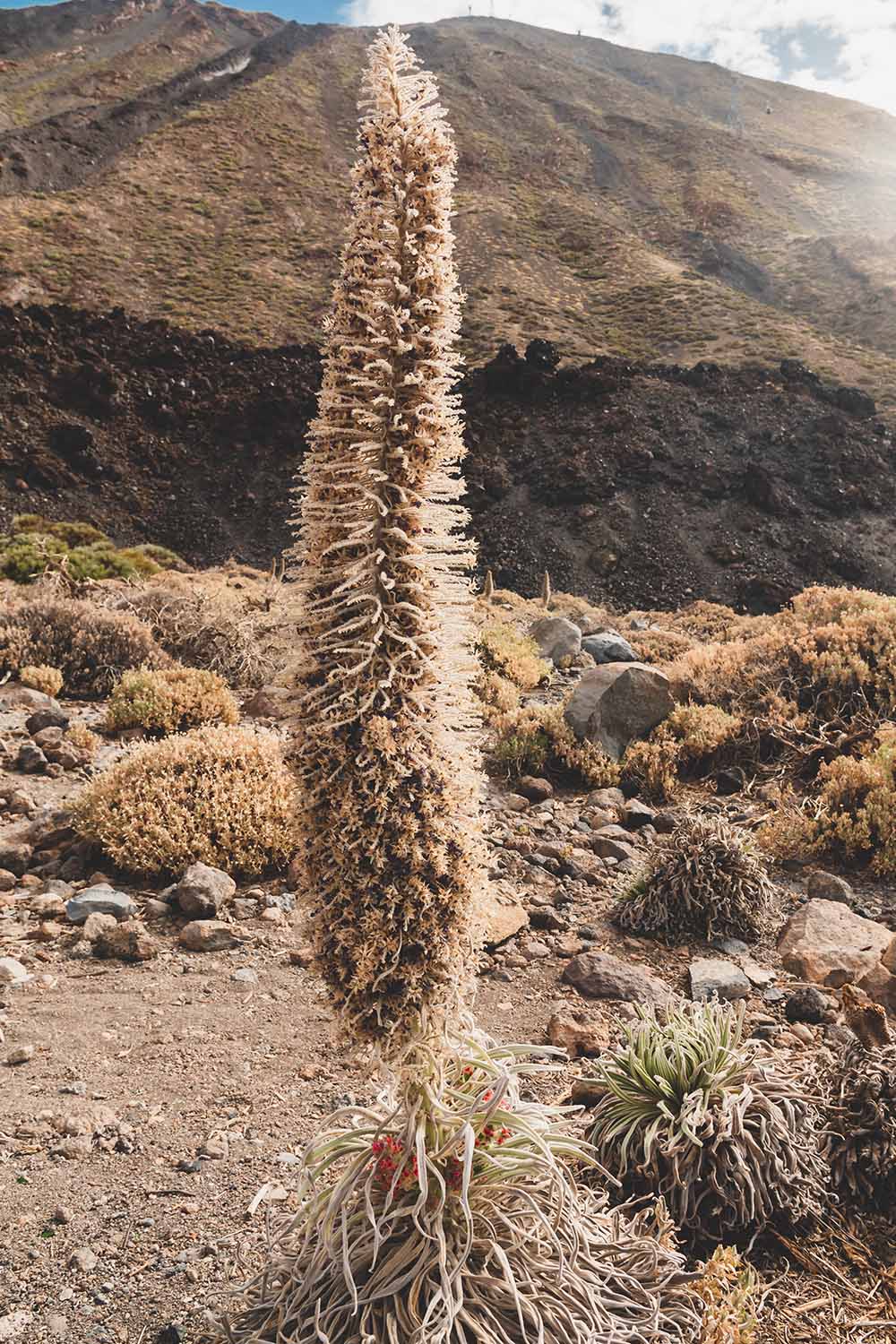 A close up vertical image of a dried Echium wildpretii flower growing in the desert.