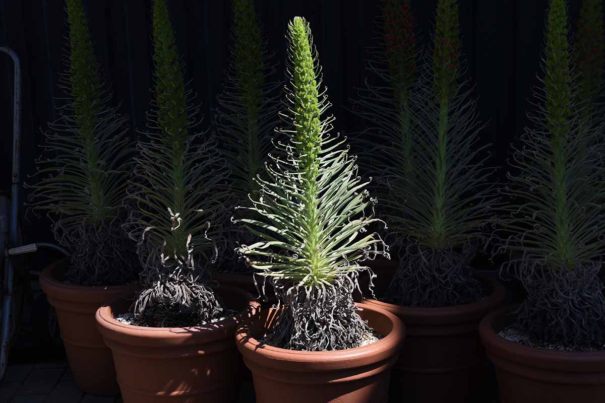 A close up horizontal image of tower of jewels (Echium wildpretii) growing in small terra cotta pots.