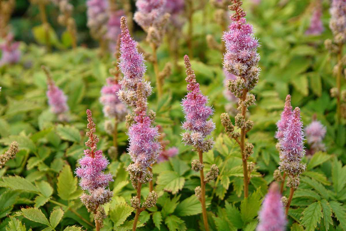 A close up horizontal image of the bright pink flowers of A. chinensis var. pumila with foliage in soft focus in the background.