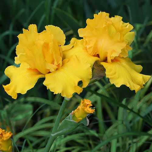 A close up square image of yellow 'Pure As Gold' irises growing in the garden.