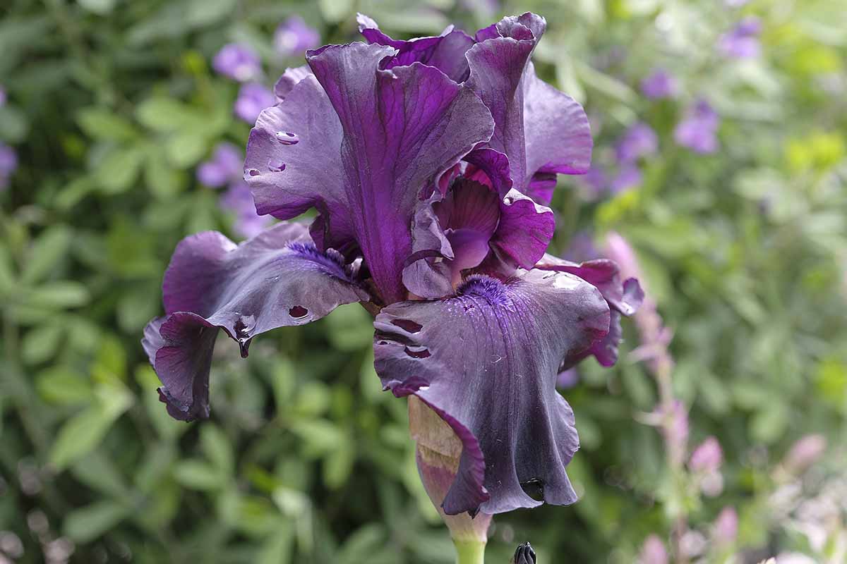 A close up horizontal image of a dark purple German bearded iris flower growing in the garden pictured on a soft focus background.