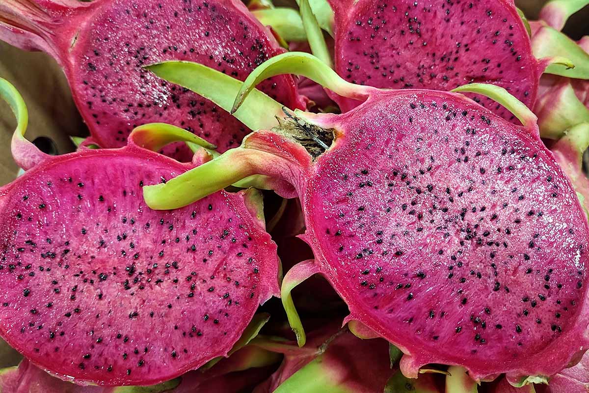 A close up horizontal image of 'Purple Haze' dragon fruit sliced in half.