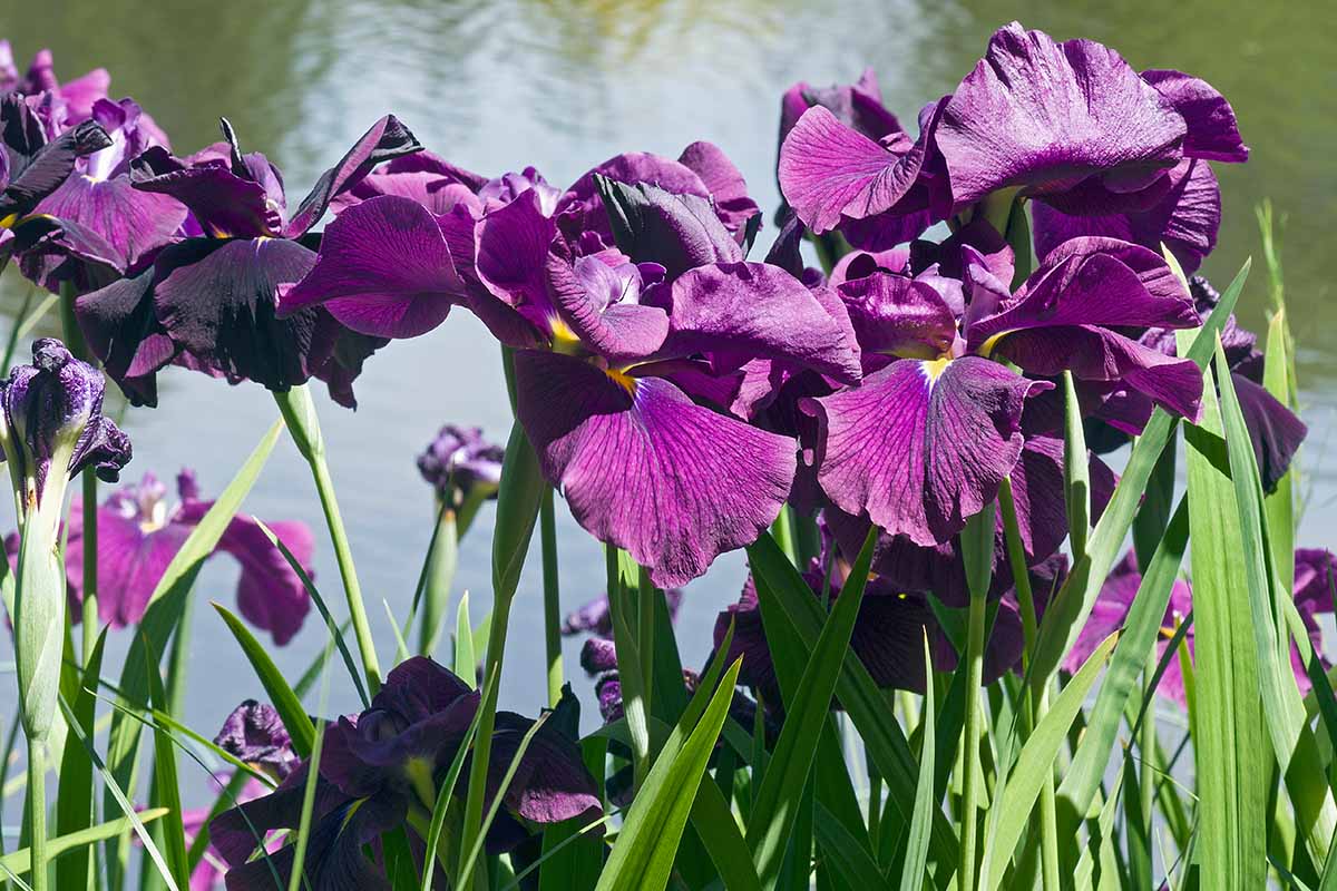 A close up horizontal image of purple Japanese iris flowers growing next to a pond pictured in bright sunshine.