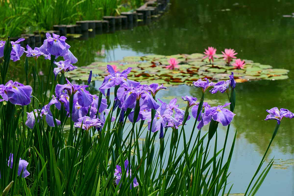 A horizontal image of purple Japanese iris flowers growing by a lake with water lilies in full bloom in the background.