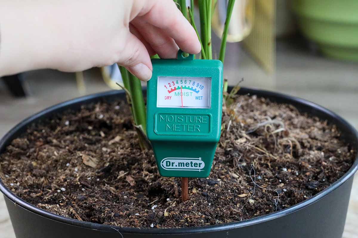 A close up horizontal image of a hand from the left of the frame taking a moisture reading from a hygrometer set in the potting mix of a houseplant.