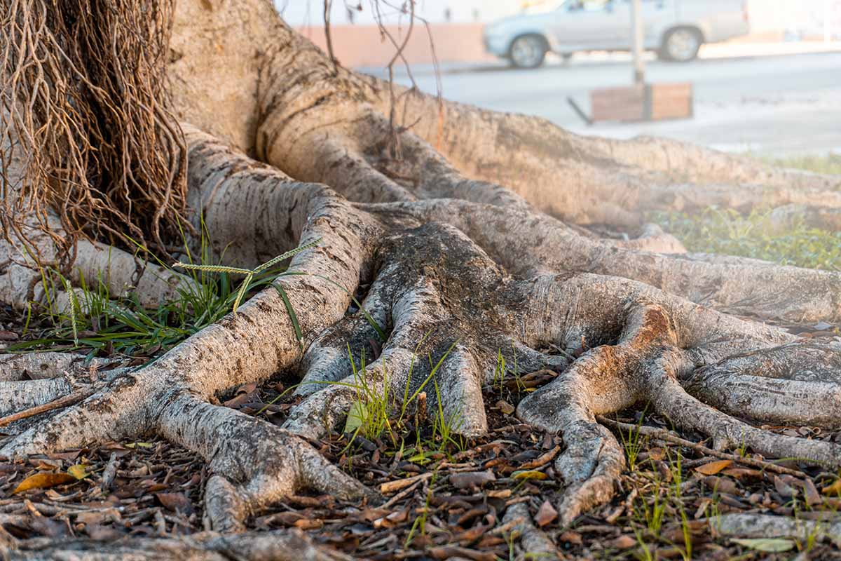 A close up horizontal image of the large, invasive roots of a mature Ficus benjamina tree.