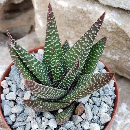 A close up square image of x Gasteraloe 'Royal Highness' growing in a small pot with gravel on the surface of the soil.