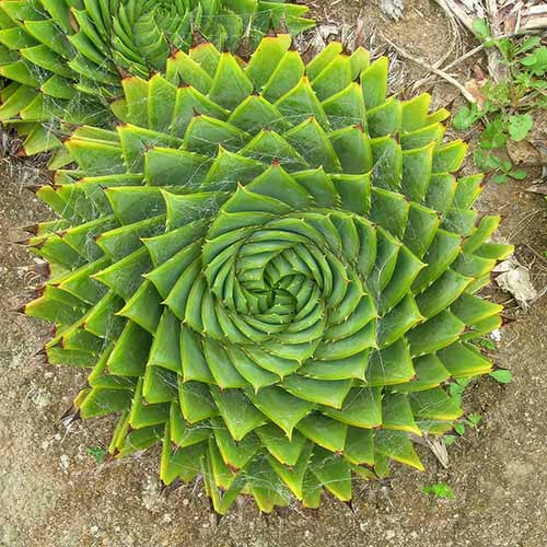 A close up, top down square image of a spiral aloe growing in the garden.