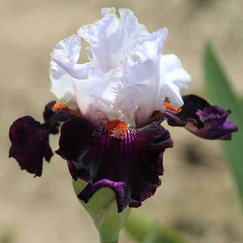 A close up square image of 'Starring' a purple and white German bearded iris flower pictured on a soft focus background.