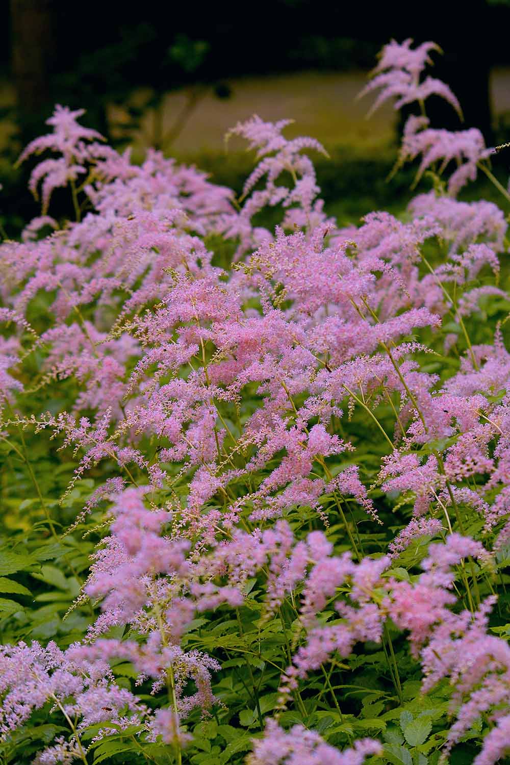 A close up vertical image of the wispy pink flowers of A. thunbergii 'Straussenfeder' growing in the garden pictured on a soft focus background.