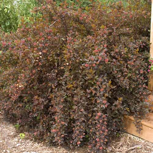 A square image of Summer Wine ninebark growing in the garden.