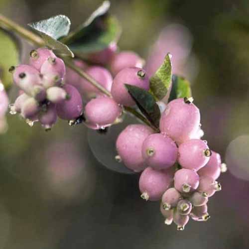 A close up square image of Sweet Sensation snowberries growing in the garden pictured on a soft focus background.