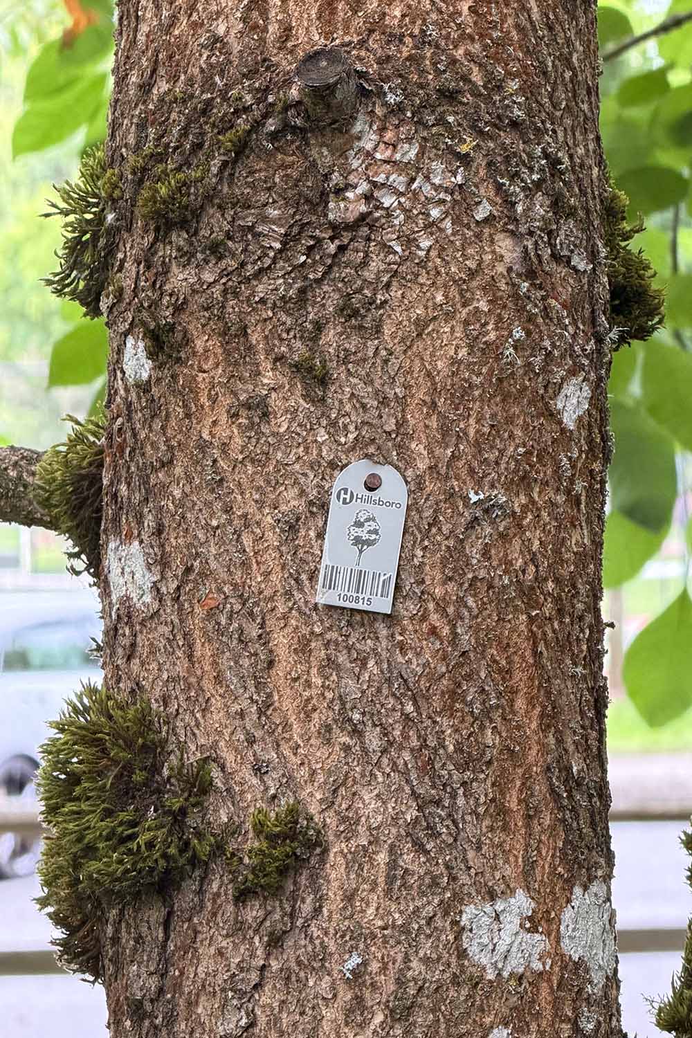 A close up vertical image of a tag on the trunk of an ash tree.