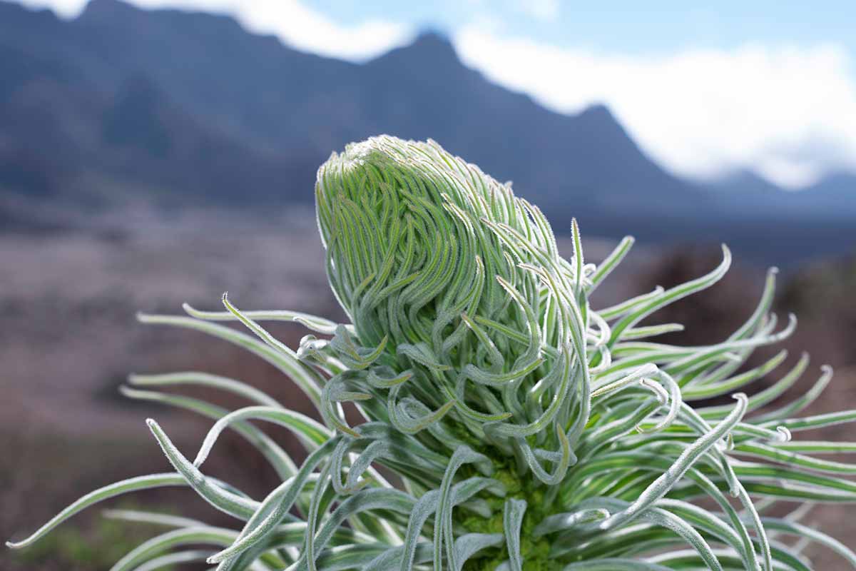 A close up horizontal image of the tajinaste or flower stalk of a tower of jewels plant growing wild.