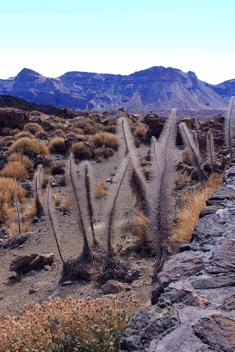 A vertical image of several Echium wildpretii specimens growing wild, after flowering, with mountains in the background.