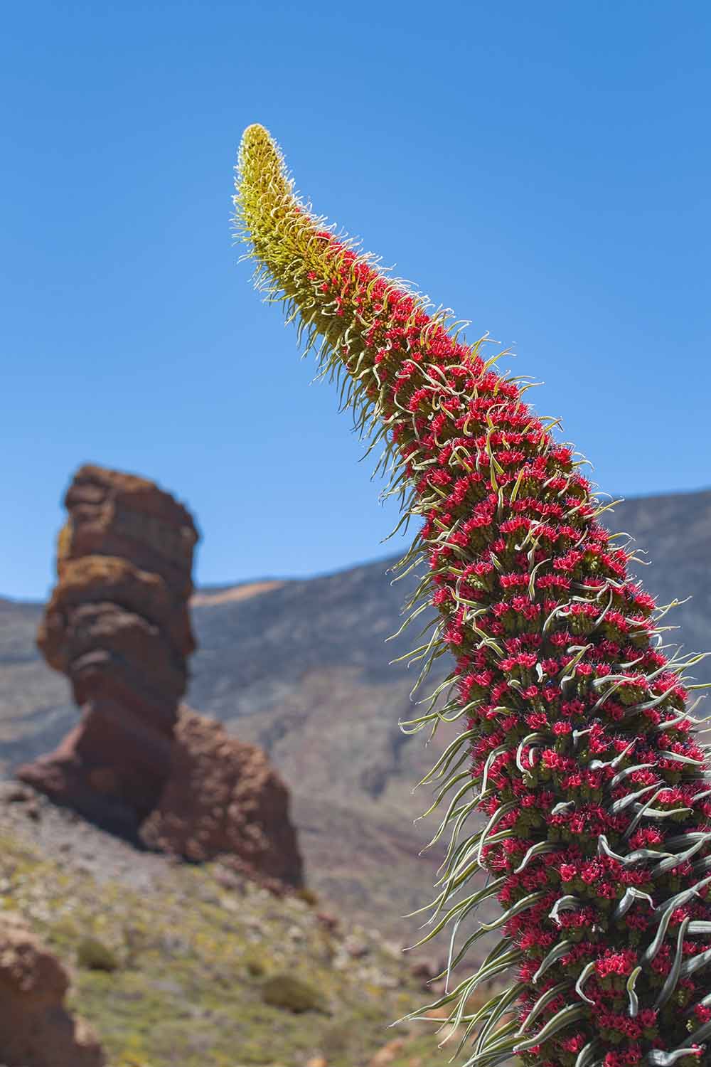 A close up vertical image of the tall flower stalk of tower of jewels (Echium wildpretii) growing wild pictured in bright sunshine on a blue sky background.