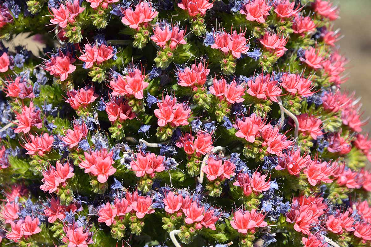 A close up horizontal image of the bright flowers of tower of jewels (Echium wildpretii) pictured in bright sunshine.