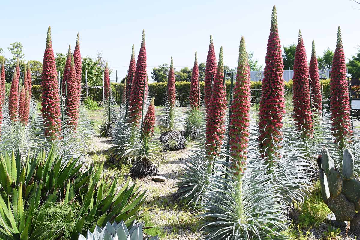 A horizontal image of several tower of jewels (Echium wildpretii) specimens in full bloom in the landscape.