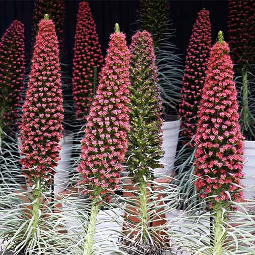 A close up square image of the flower stalks of tower of jewels plants in small pots.