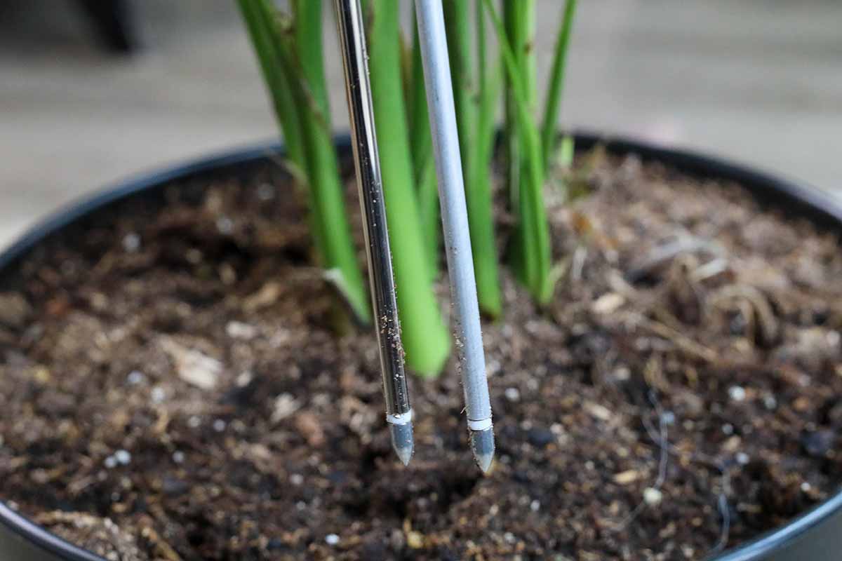 A close up horizontal image of a hand from the left of the frame inserting metal prongs into the potting medium of a houseplant.