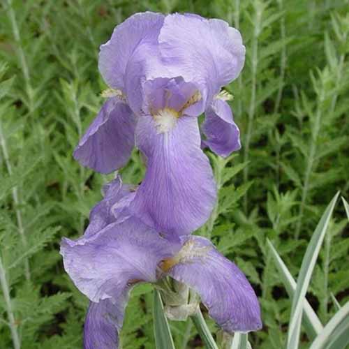 A close up square image of 'Variegata' iris flowers growing in the landscape.