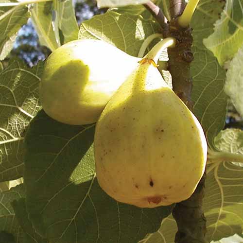 A square image of 'White Marseilles' figs ripening on the tree pictured in light sunshine with foliage in soft focus in the background.