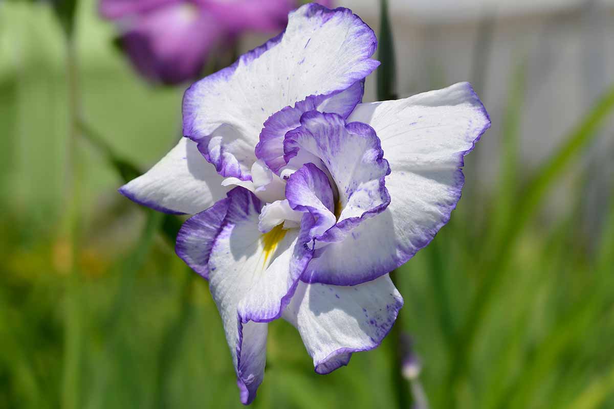 A close up horizontal image of a white flower with light purple edging around the petals pictured on a soft focus background.