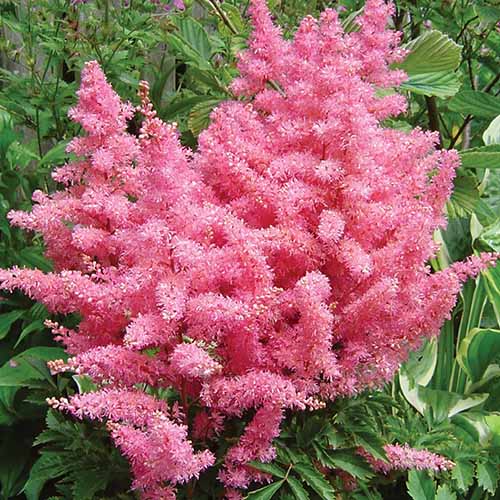 A close up square image of Younique Pink astilbe growing in the garden.