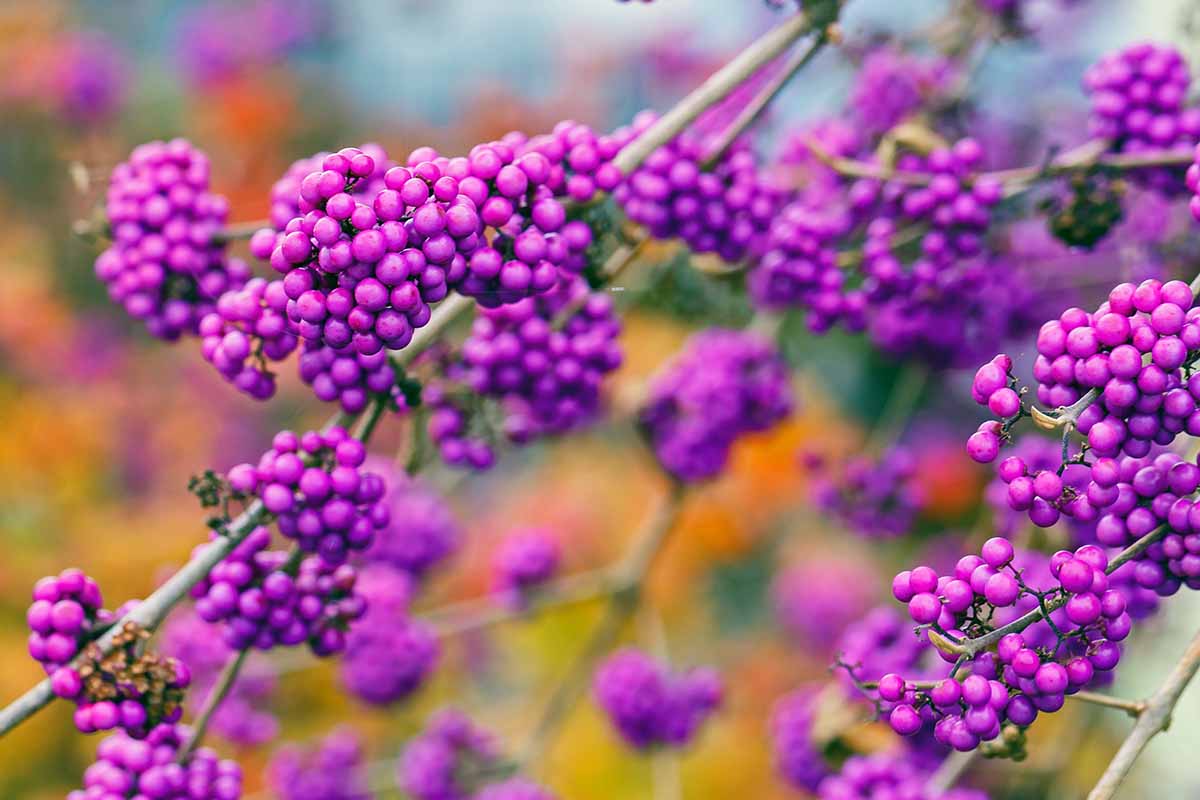 The purple berries of the American Beautyberry shrub (Callicarpa americana) on an autumn day with fall colored foliage in a diffused backgrround.